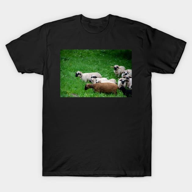 Sheep T-Shirt by photosbyalexis